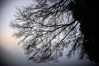 Close-up of tree against sky