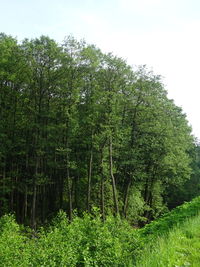 View of trees in forest
