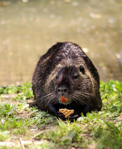 Close-up of an animal