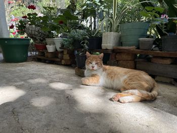 Gardener cat. 