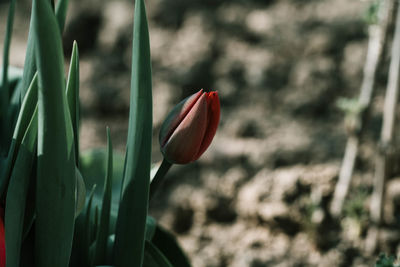 Close-up of red tulip