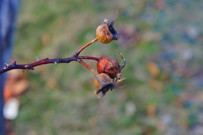 Close-up of twigs