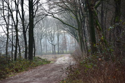 Dirt road amidst trees in forest