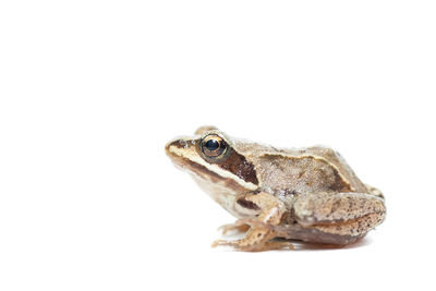 Close-up of frog over white background