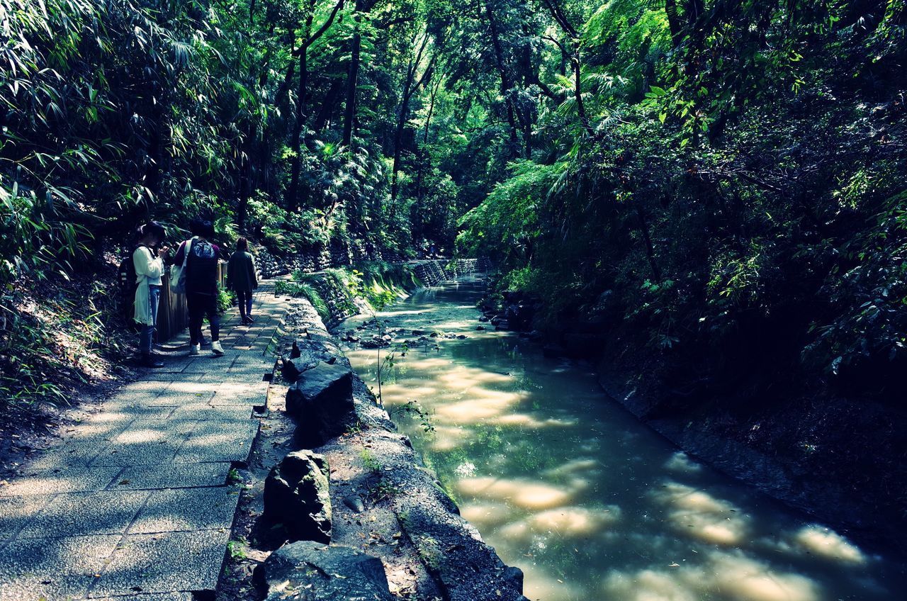 REAR VIEW OF MEN WALKING AMIDST PLANTS IN FOREST