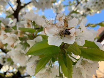 Close-up of cherry blossoms on tree