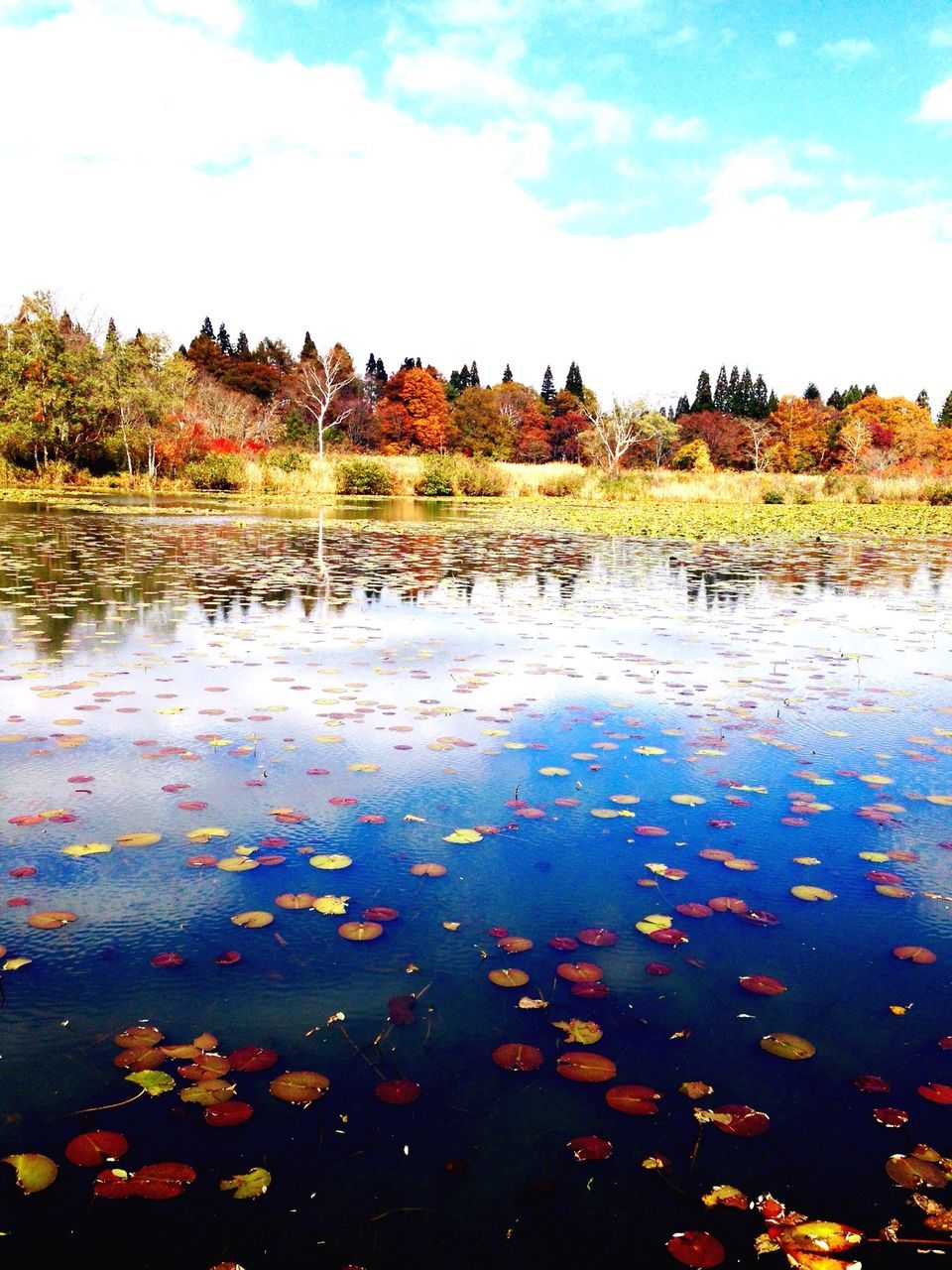 REFLECTION OF TREES ON LAKE AGAINST SKY