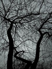 Low angle view of bare trees against sky