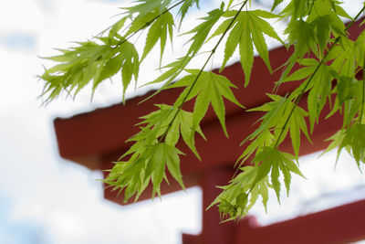 Close-up of fresh green leaves on plant