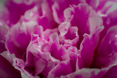 Close-up of pink rose flower