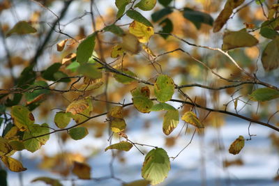 Close-up of flower tree