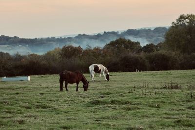 Horses grazing in a field