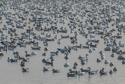 Flock of geese on frozen lake