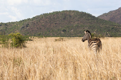 View of giraffe on field against mountain