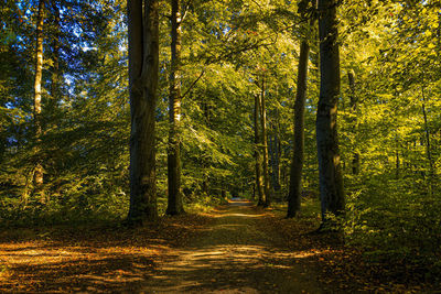 Trees in forest during autumn