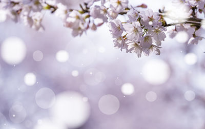 Close-up of cherry blossoms on tree