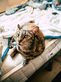 High angle view of a cat