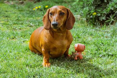 Portrait of dog sitting on field