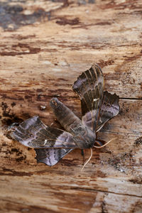 Close-up of butterfly on wood