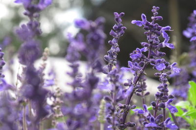 Close-up of lavender on purple flowering plant