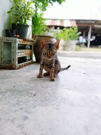 Portrait of tabby cat