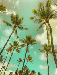 Low angle view of palm trees against sky