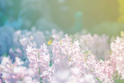 Close-up of insect on flower