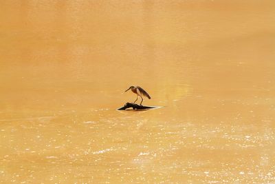 High angle view of bird flying over sea during sunset