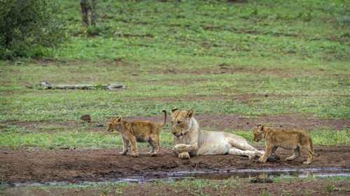 Lioness looking at cubs playing on land