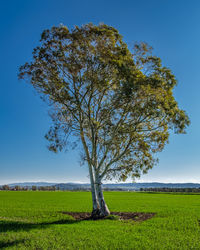 Tree on field against clear sky