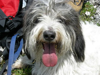 Close-up portrait of dog sticking out tongue