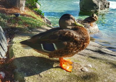 Close-up of bird perching on lake