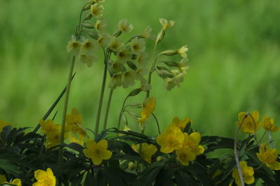 Close-up of yellow flowering plants