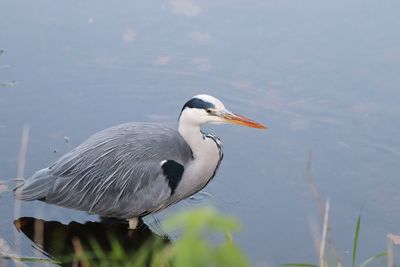 Bird perching on a lake