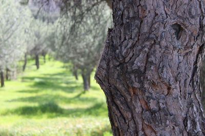 Close-up of tree trunk