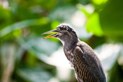 Close-up of bird