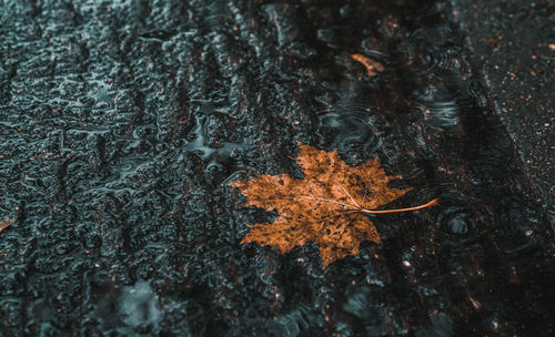 Close-up of leaf trunk during autumn in rain