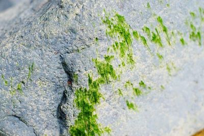 Full frame shot of moss