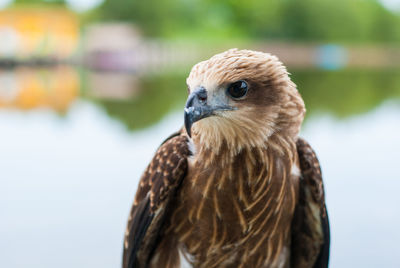 Close-up portrait of owl