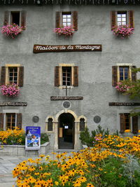 View of flowering plants against building