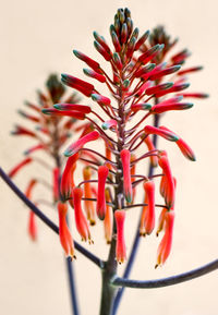 Close-up of red flower against white background