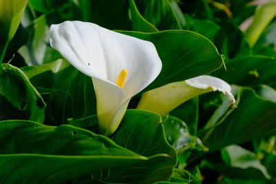 Close-up of white flowering plant