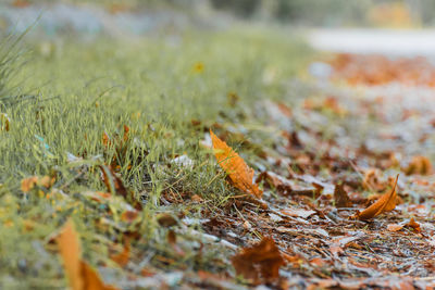 Close-up of grass on field during autumn
