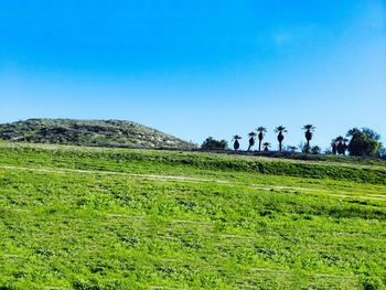 Meadow of green grassland with clear blue sky.