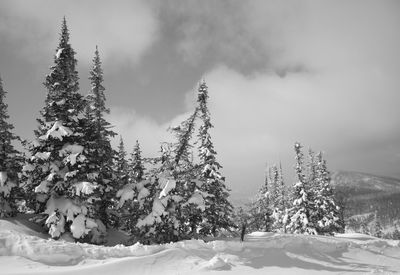 Pine trees on snow covered land against sky