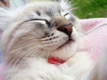 Close-up of cat sleeping