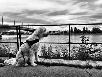 Dog sitting on bridge over river against sky