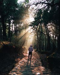 Rear view of man walking on footpath in forest