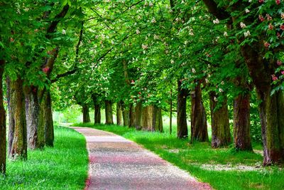 Empty road amidst trees and grass on field