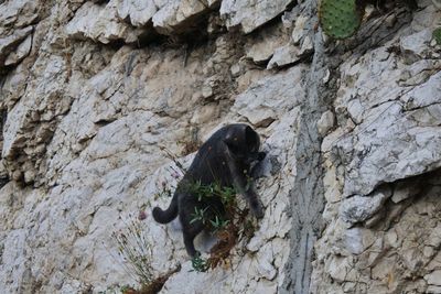 Low angle view of dog on rock